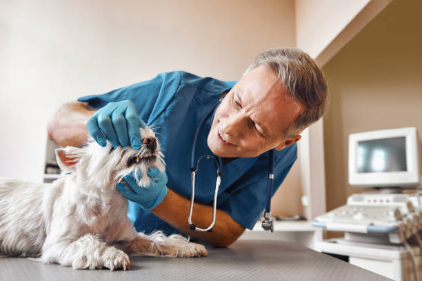 Best Emergency Dentist for Knocked-Out Tooth in Hancock, MI